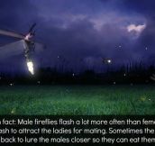Poor male fireflies…