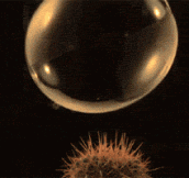 Bubble bursting on cactus at 18000 fps…