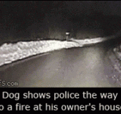 Dog leads the Police to the fire…