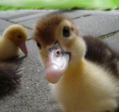 Curiosity of a little duck…