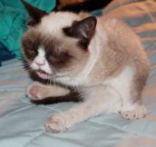 Grumpy cat sneezing…