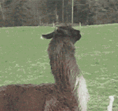 Just a jumping llama…