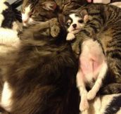 Unsure puppy cuddling with his adoptive cat family…