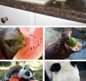 Animals eating watermelons…