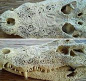 Carved alligator skull…
