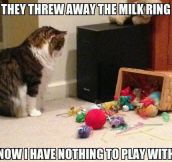 The best of first-world cat problems…