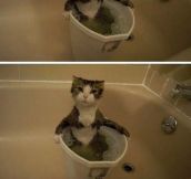 A very peculiar cat…