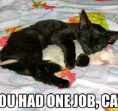 One job, cat…