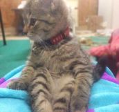 This cat sits like a lady…