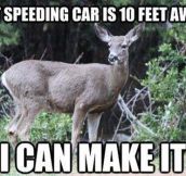The thinking process of a deer…