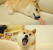 These are the photos that started Doge…