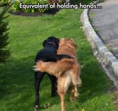 When dogs hold hands…
