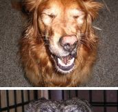 Dogs about to sneeze…