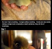 How this man’s epic beard saved a duckling’s life is brilliantly beautiful…