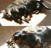 Found my cat and dachshund cuddling together in the sun…