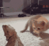 Kitten freaked out by lizard…