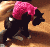 Sweater breaks cat…