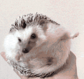 Trapped hedgehog…