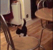Crazy jumping cat…