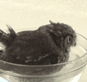 Owl taking a bath…