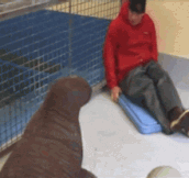 Rescued baby walrus snuggles with her caretaker…