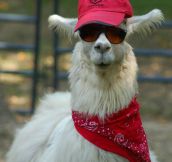 Here’s a llama wearing a hat…