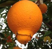 Orangeception…