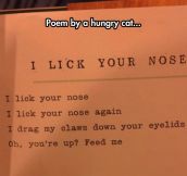 Hungry cat poem…