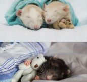 Rats with teddy bears…