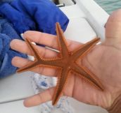 Strange starfish…