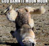 Moon Moon is at it again…