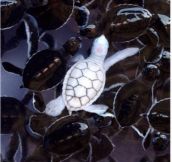 Albino turtles look so cool