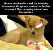 The cutest rescued dog