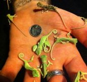 Tiny baby chameleons…