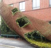 A building shedding like a snake…