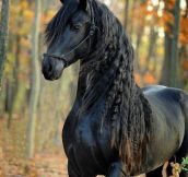 When horses are better looking than you…