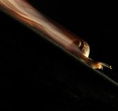 Long exposure of a snail…