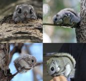 Japanese flying squirrel…