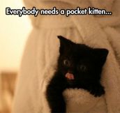 The new and improved pocket kitty…