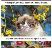 30 things you didn’t know about grumpy cat…