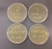 Microbiologist love…
