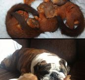 Pictures of animals that use each other as pillows…