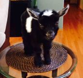 Tiny baby goat…