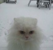 Snow cat is not impressed…