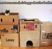 A cat and his castle…