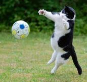 Cats are the best goalkeepers…