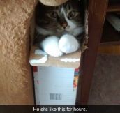 Boxed cat…