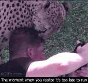 Cheetahs are just scared little cats…