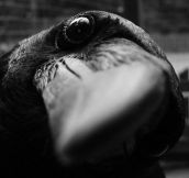 Curious crow…