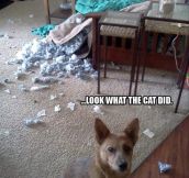 It was the cat…